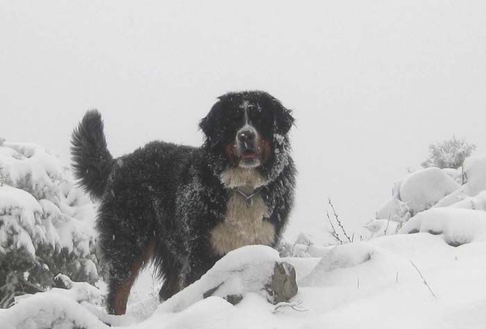 benrese snow